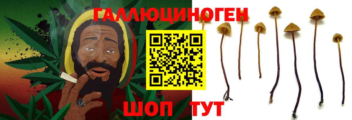 Кудрово  Галлюциногенные грибы Psilocybe  Вход с VPN 